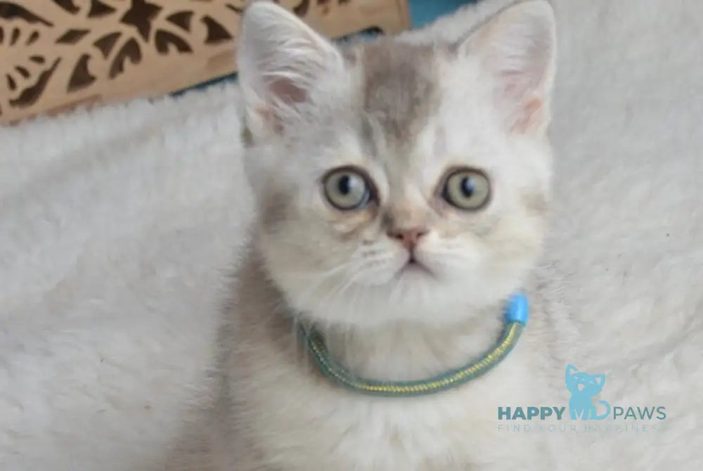 Maffin Scottish Straight male blue silver ticked tabby live animals