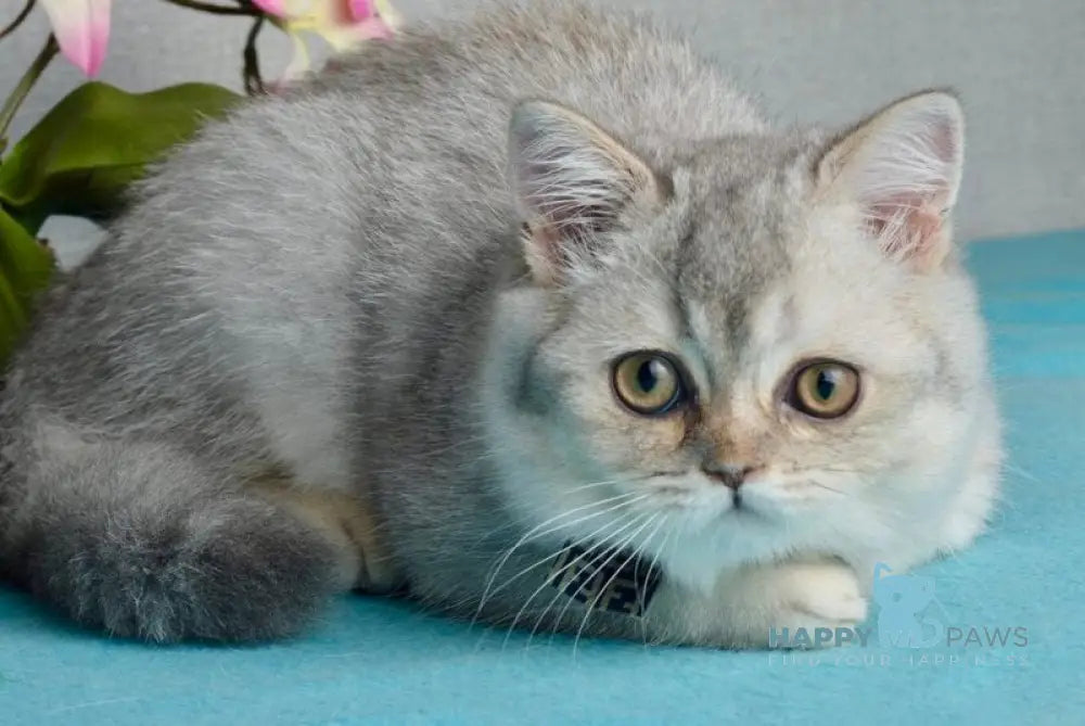 Maffin Scottish Straight male blue silver ticked tabby live animals