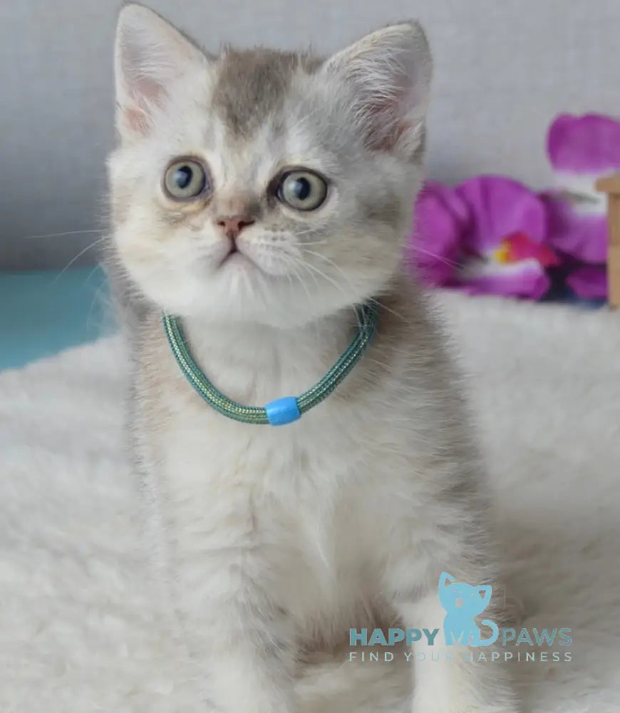 Maffin Scottish Straight male blue silver ticked tabby live animals