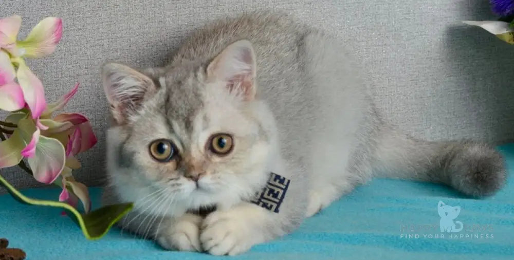 Maffin Scottish Straight male blue silver ticked tabby live animals