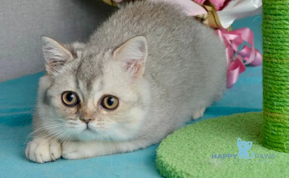 Maffin Scottish Straight male blue silver ticked tabby live animals