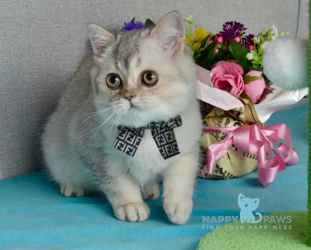 Maffin Scottish Straight male blue silver ticked tabby live animals