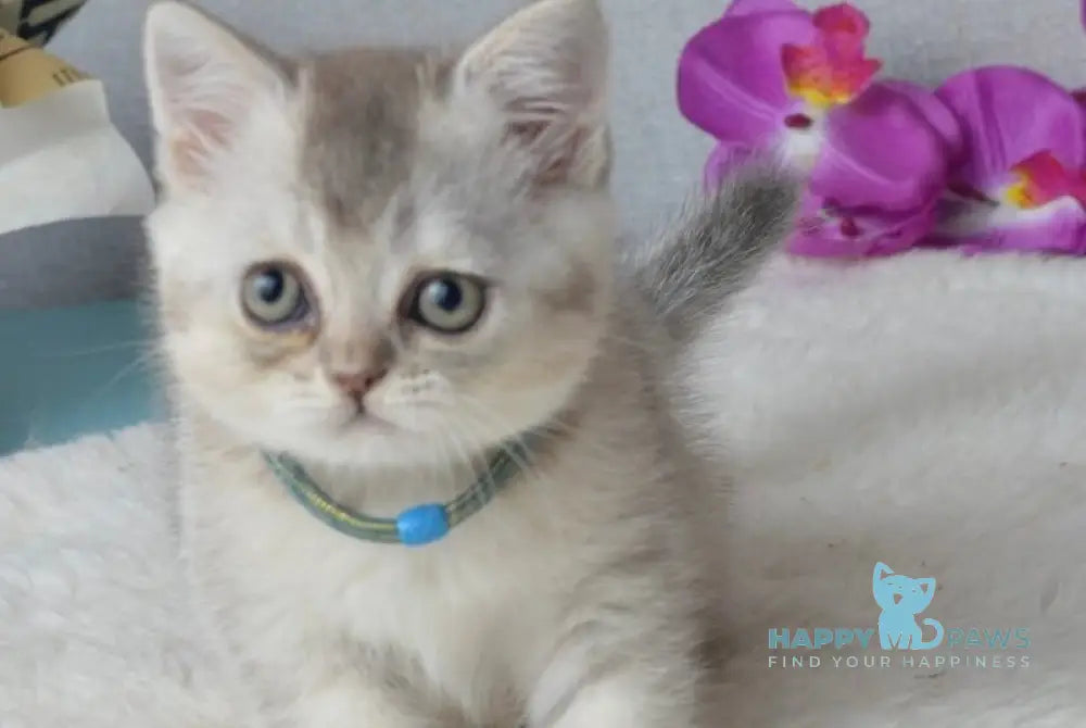 Maffin Scottish Straight male blue silver ticked tabby live animals