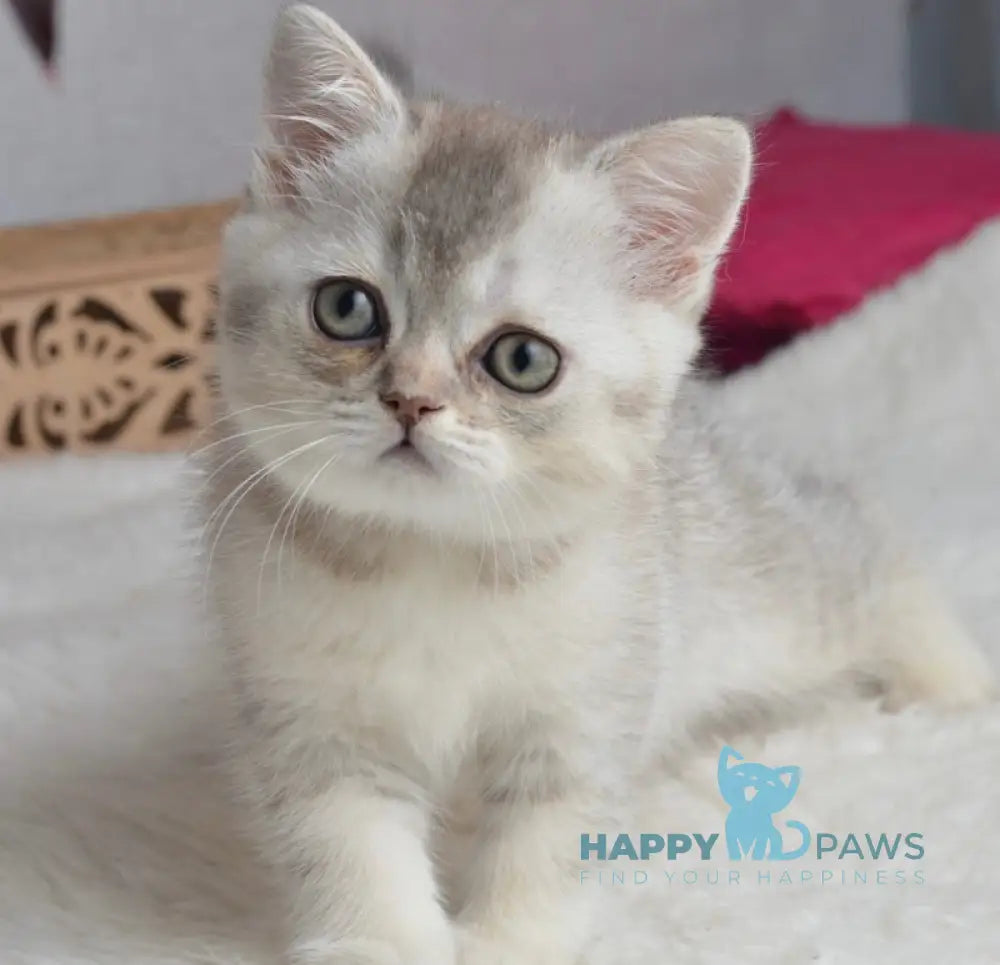 Maffin Scottish Straight male blue silver ticked tabby live animals