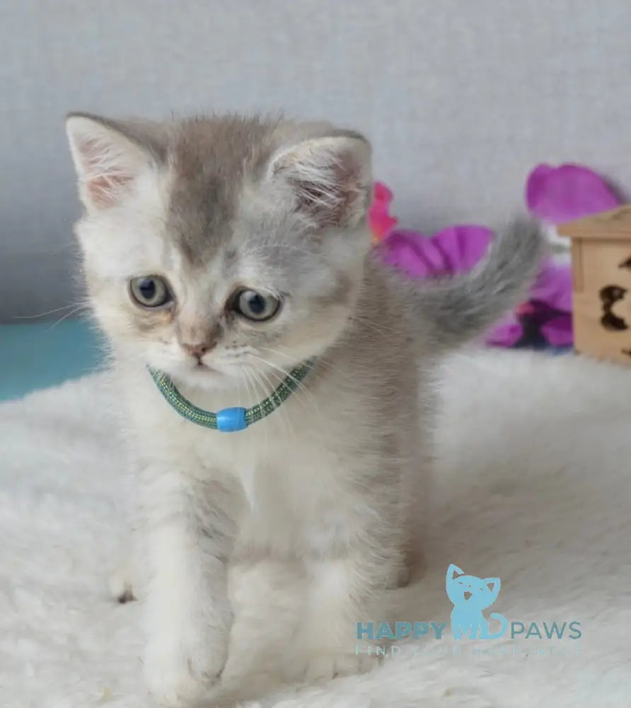 Maffin Scottish Straight male blue silver ticked tabby live animals
