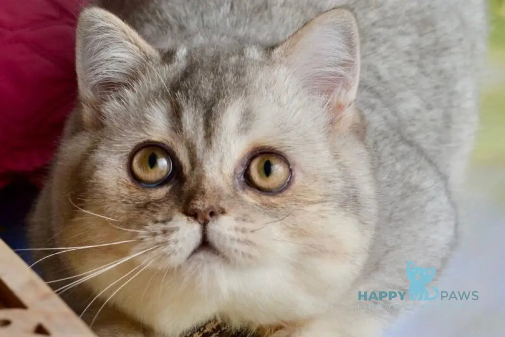 Maffin Scottish Straight male blue silver ticked tabby live animals