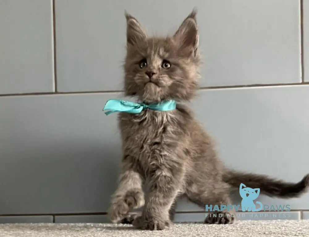 Mafia Maine Coon polydactyl male blue live animals