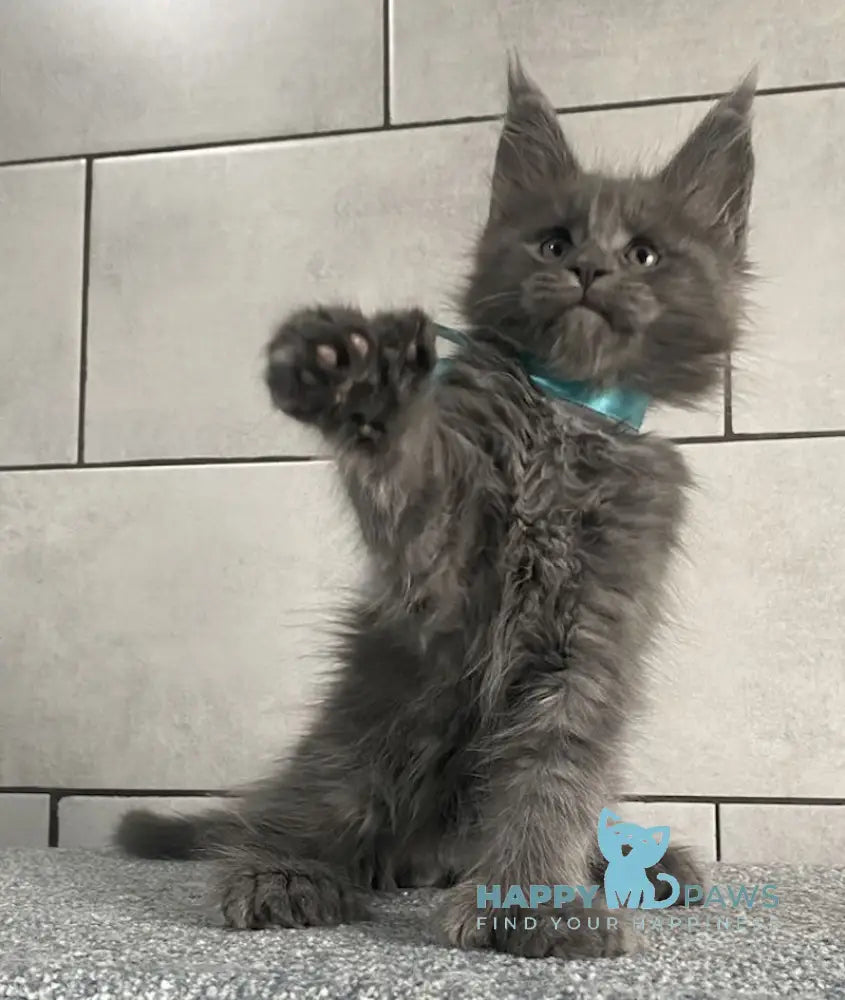Mafia Maine Coon polydactyl male blue live animals
