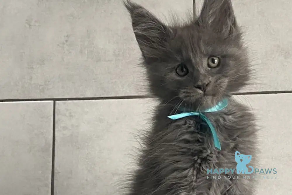 Mafia Maine Coon polydactyl male blue live animals