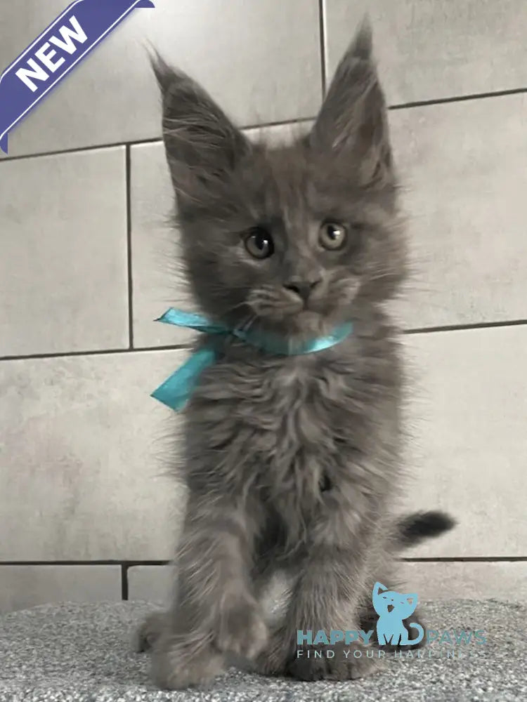 Mafia Maine Coon polydactyl male blue live animals