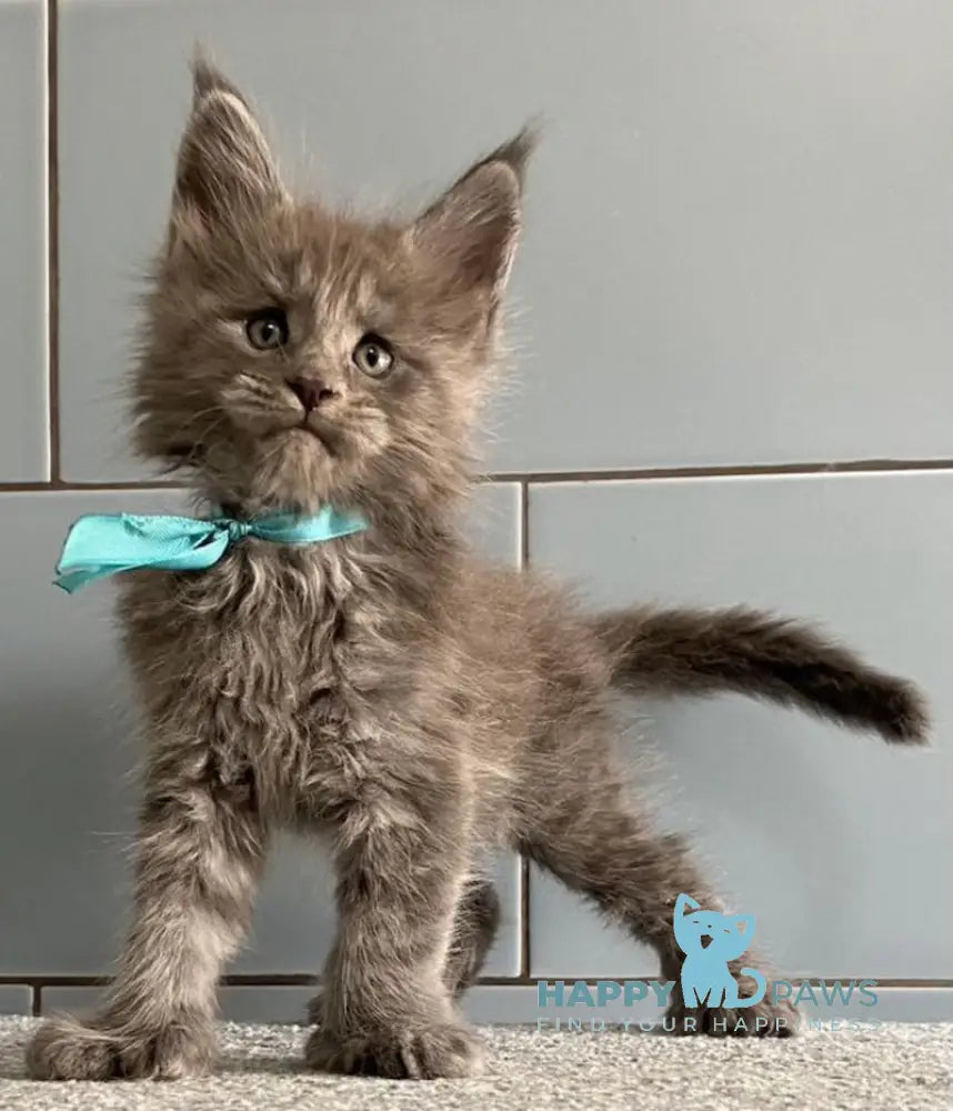 Mafia Maine Coon polydactyl male blue live animals