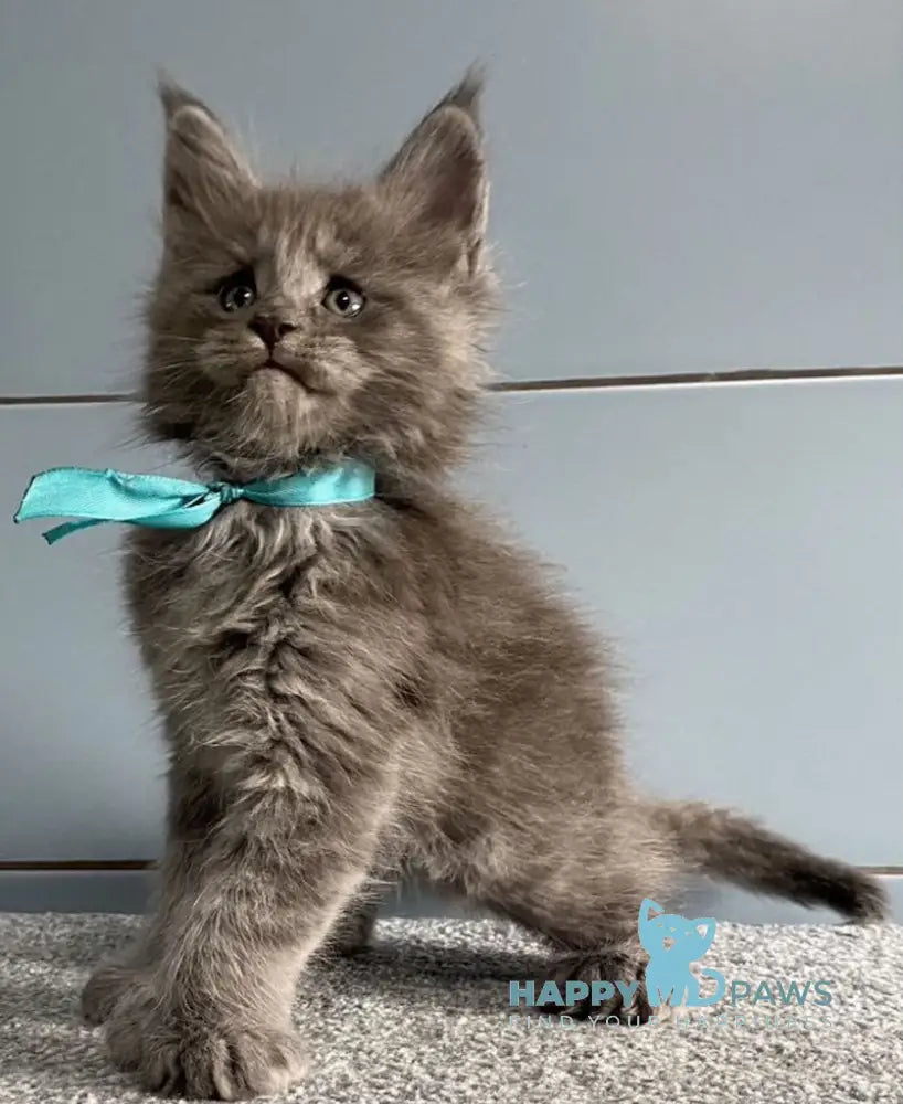 Mafia Maine Coon polydactyl male blue live animals