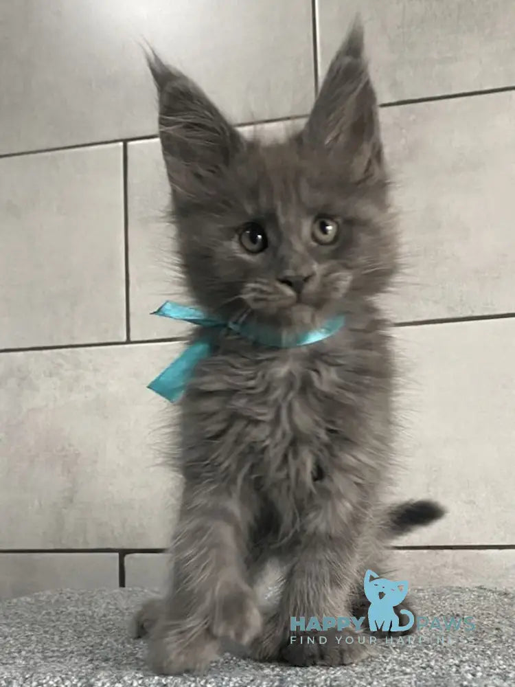 Mafia Maine Coon polydactyl male blue live animals