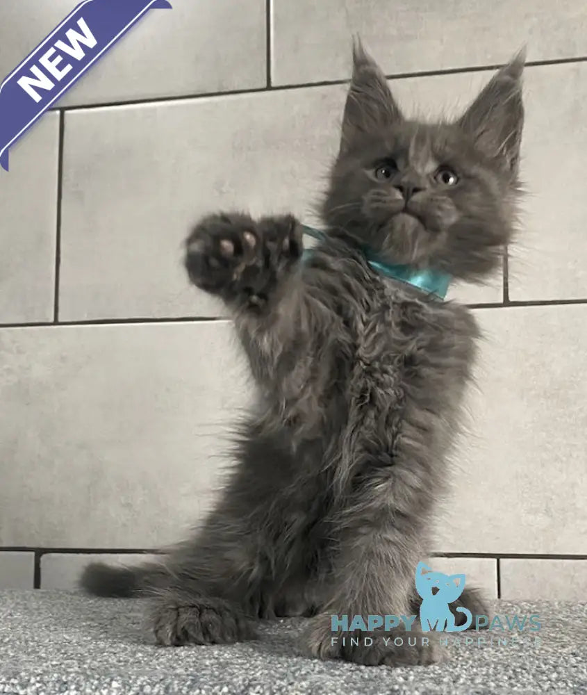 Mafia Maine Coon polydactyl male blue live animals