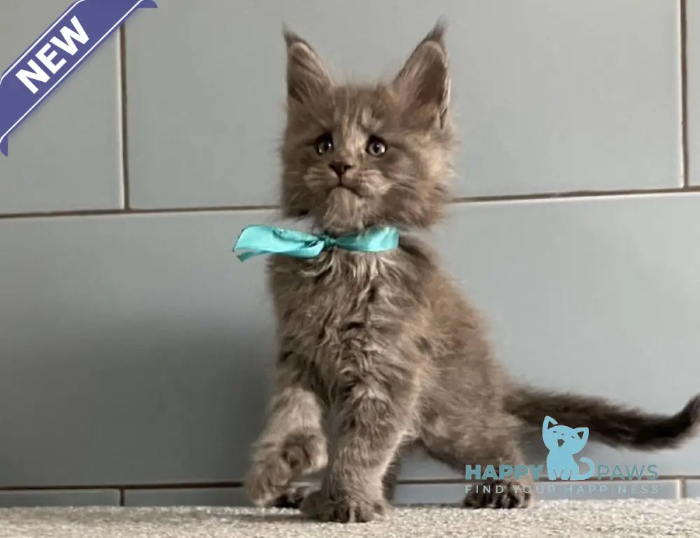 Mafia Maine Coon polydactyl male blue live animals