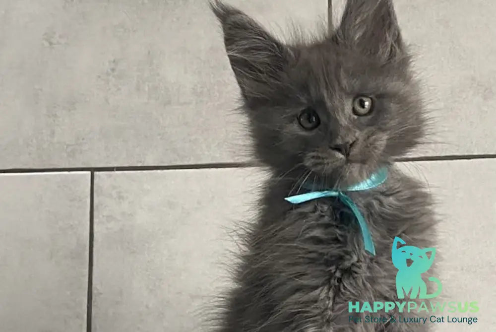 Mafia Maine Coon polydactyl male blue live animals