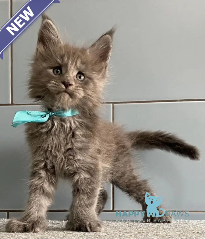 Mafia Maine Coon polydactyl male blue live animals