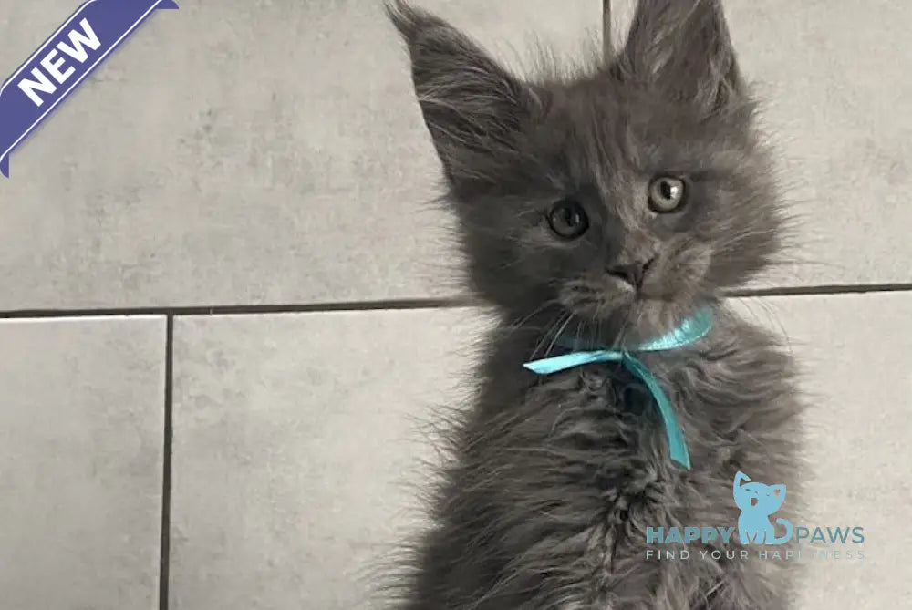 Mafia Maine Coon polydactyl male blue live animals