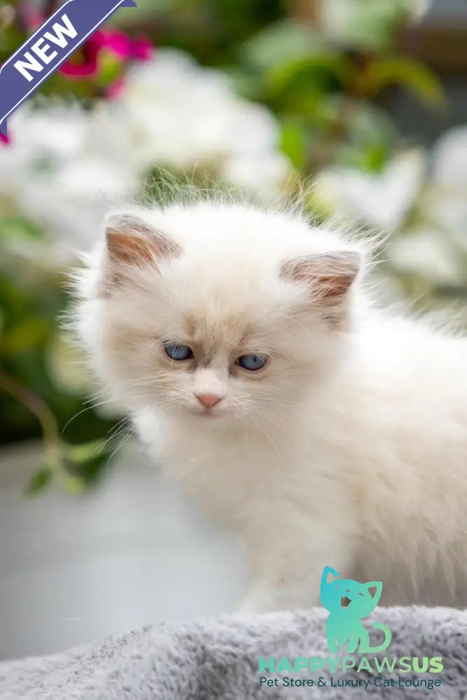 Mafia Ragdoll female blue bicolour - live animals
