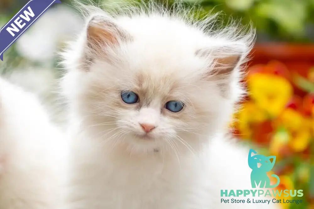 Mafia Ragdoll female blue bicolour - live animals