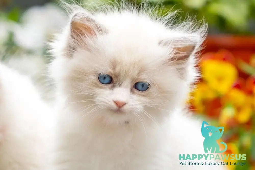 Mafia Ragdoll female blue bicolour - live animals