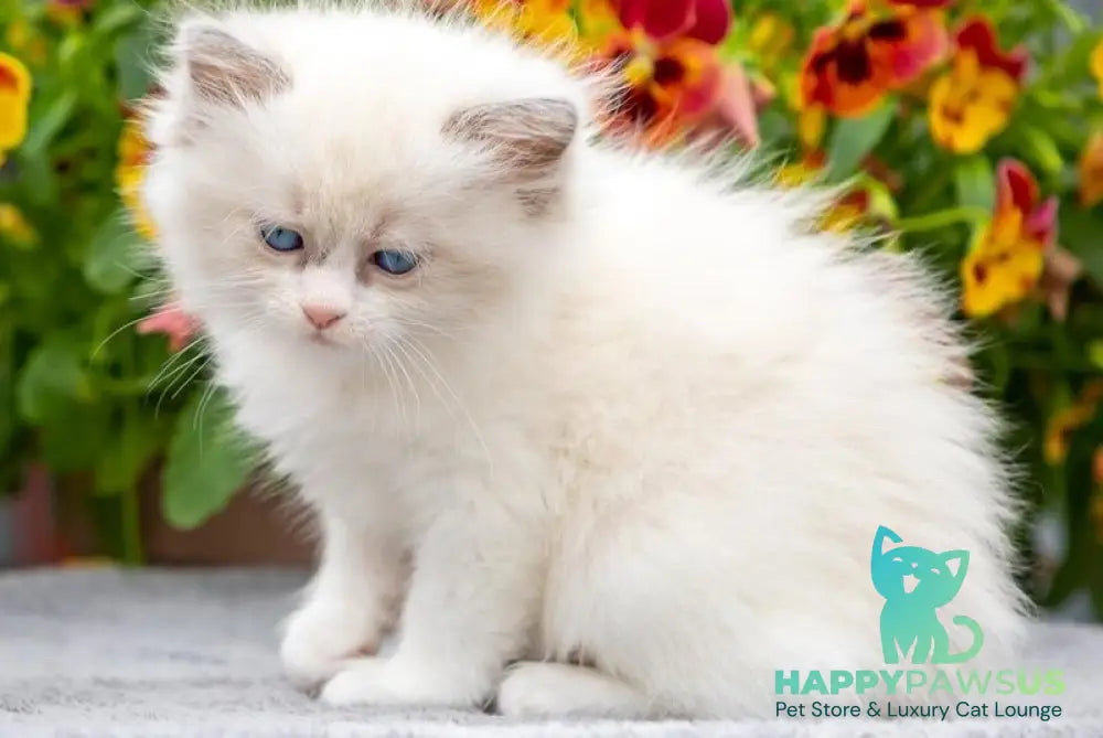 Mafia Ragdoll female blue bicolour - live animals