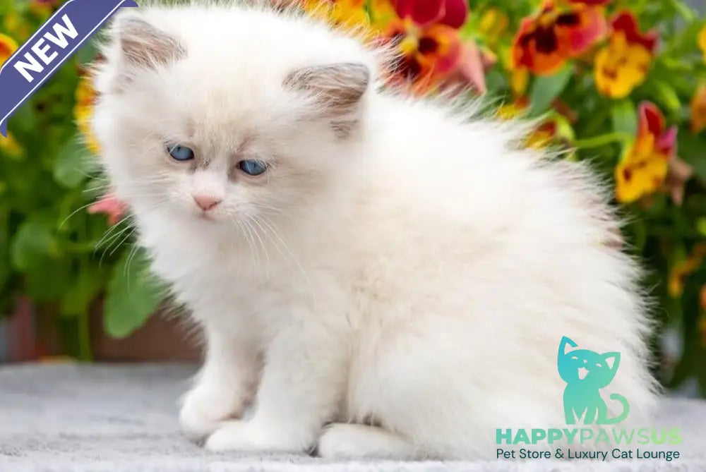 Mafia Ragdoll female blue bicolour - live animals