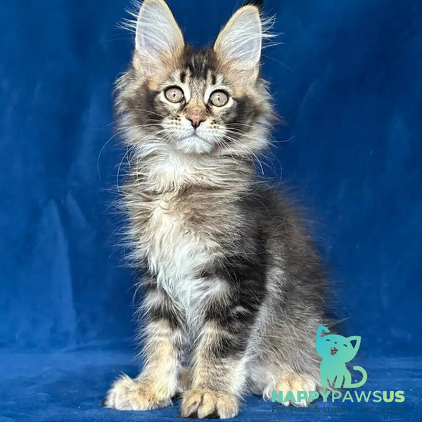 Maggie Maine Coon female black ticked tabby - live animals