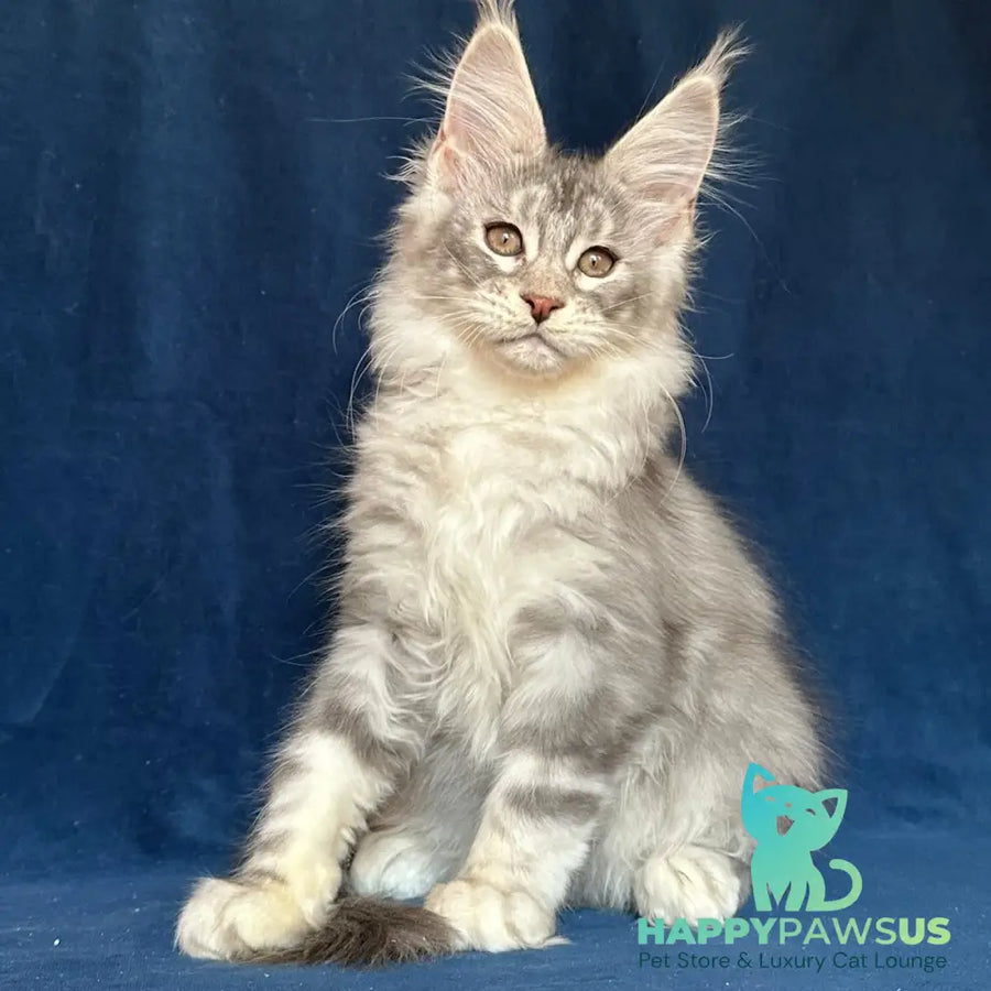 Magic aura Maine Coon female blue silver tabby - live animals