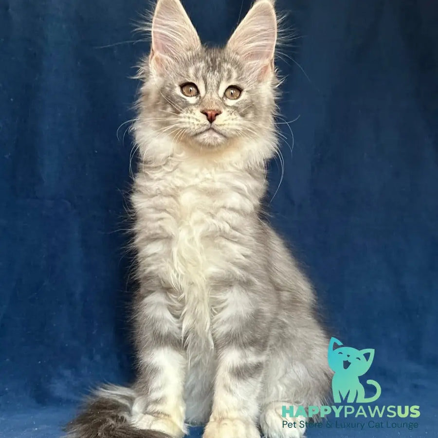 Magic aura Maine Coon female blue silver tabby - live animals