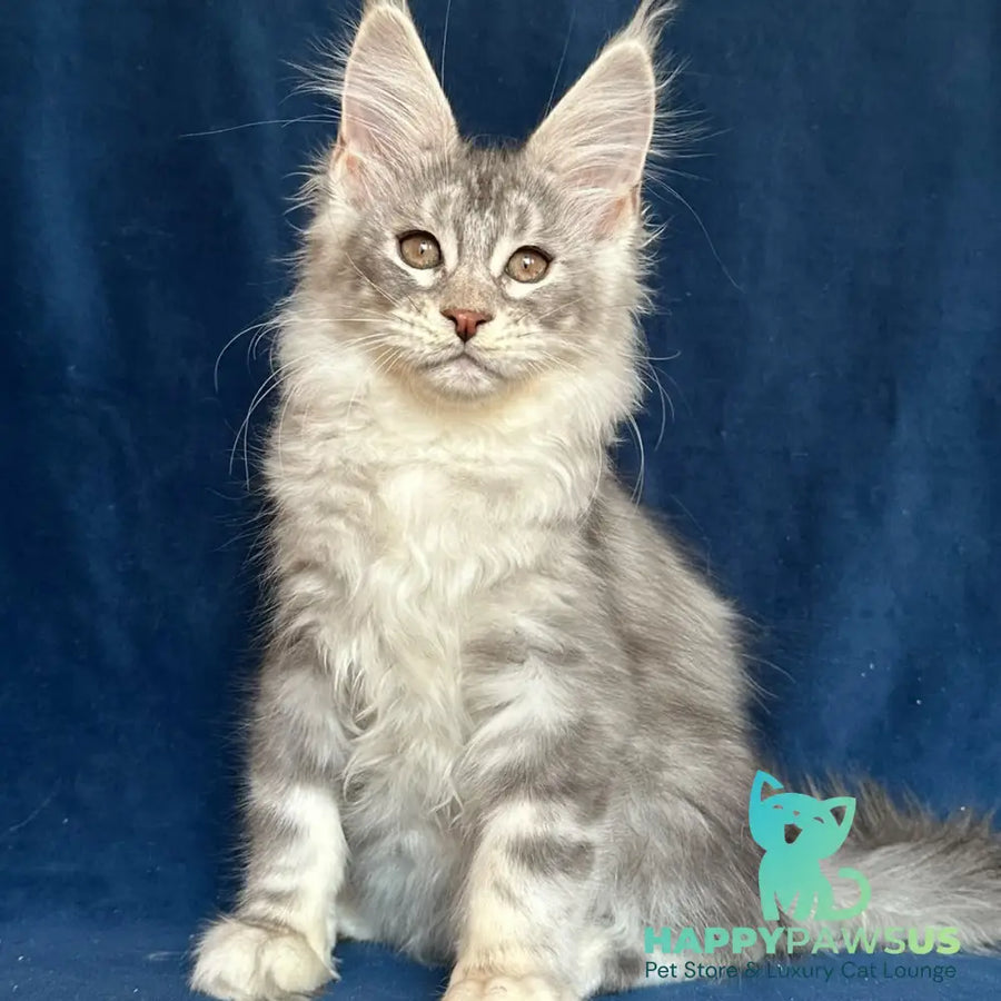 Magic aura Maine Coon female blue silver tabby - live animals
