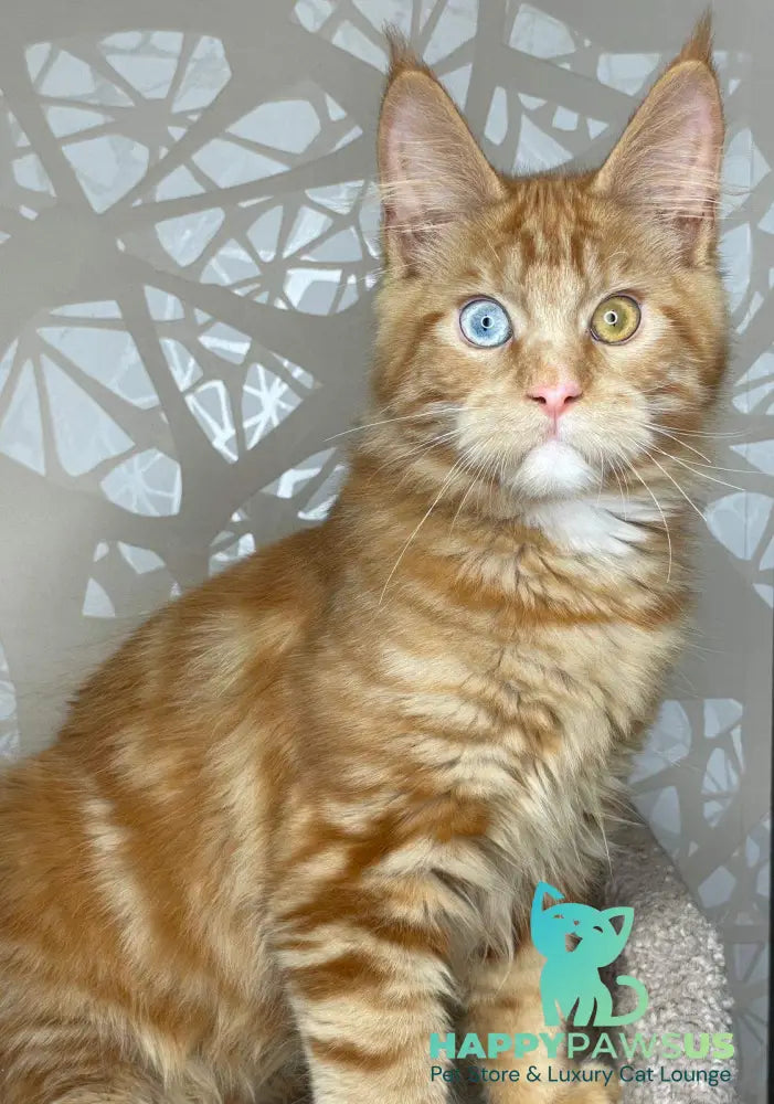 Magic Dragon Maine Coon male red with white - live animals