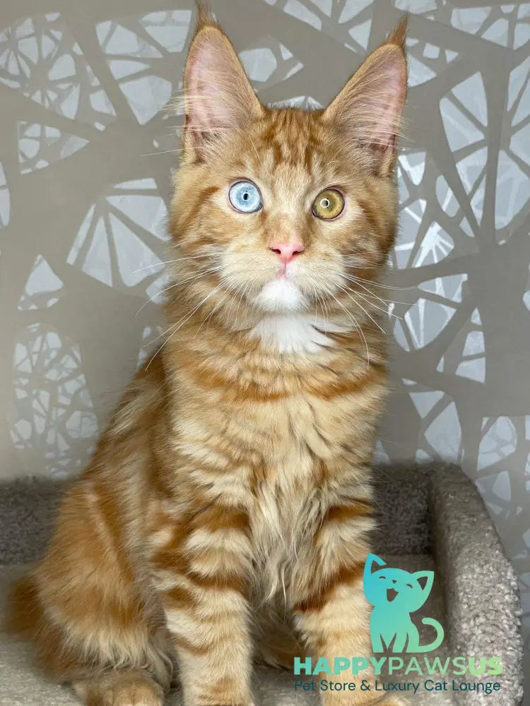 Magic Dragon Maine Coon male red with white - live animals
