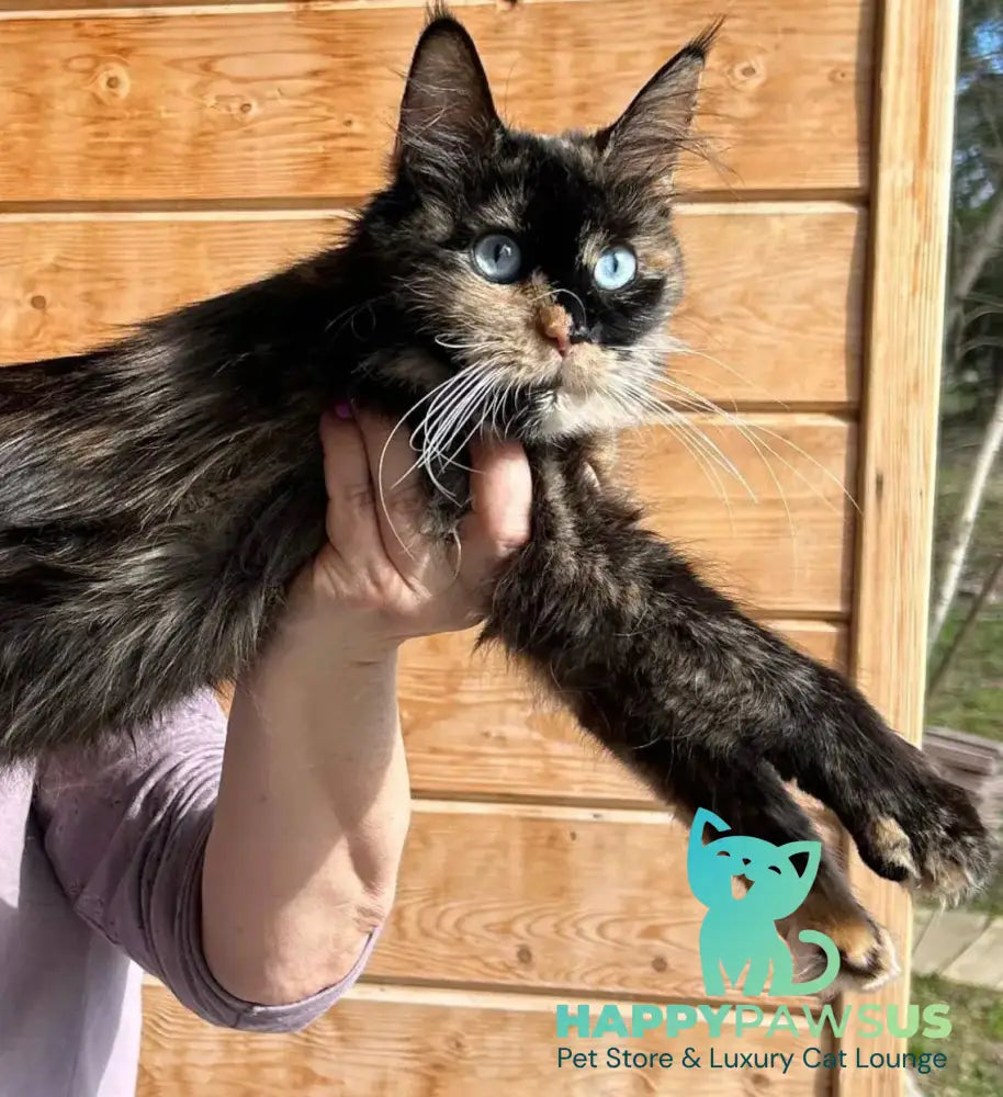 Magic Dragon Maine Coon male red with white - live animals