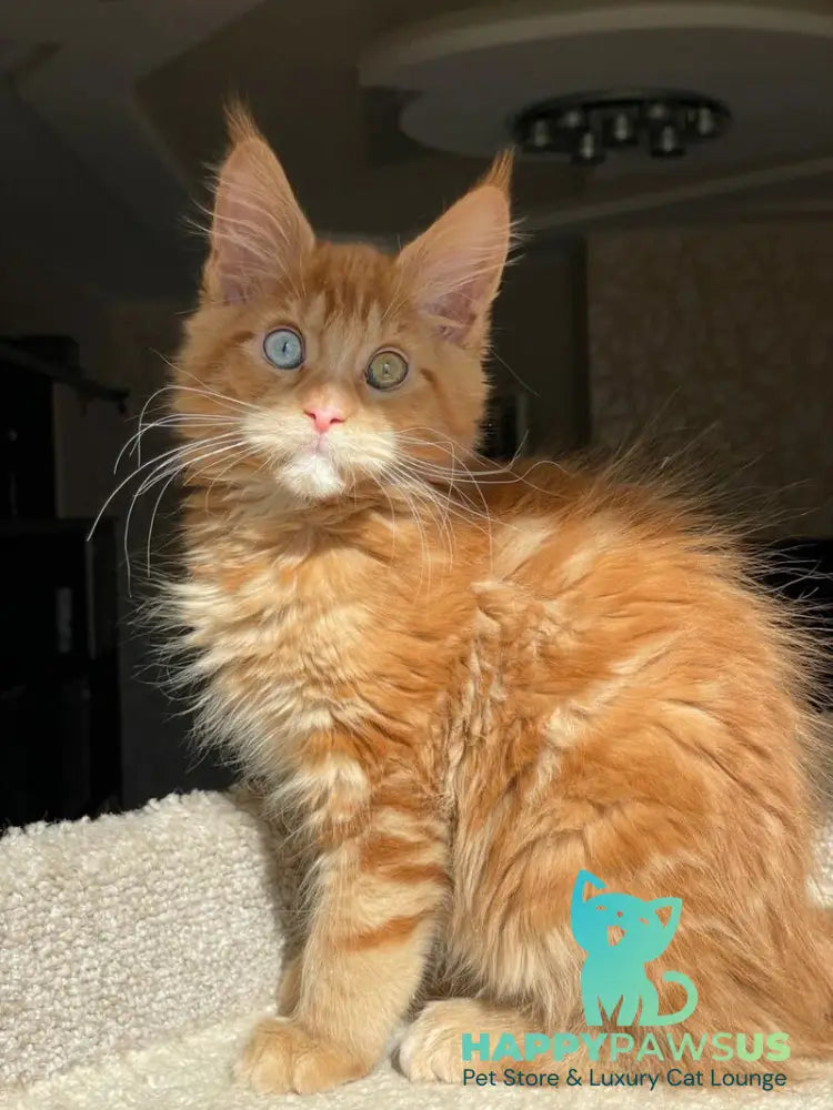 Diamond Maine Coon male red with white - live animals