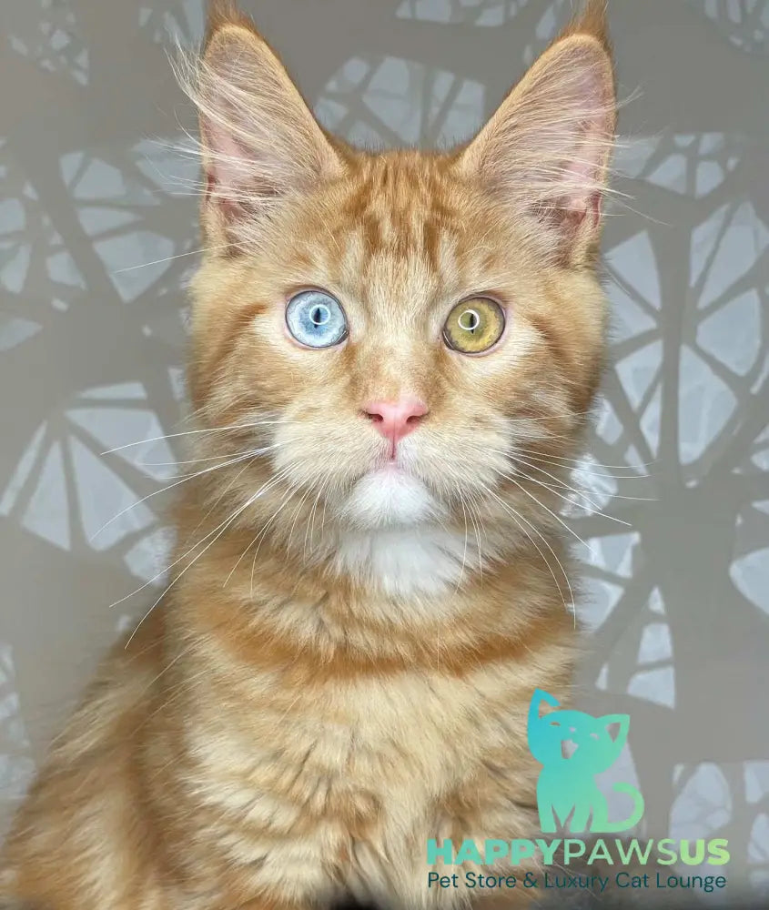 Magic Dragon Maine Coon male red with white - live animals