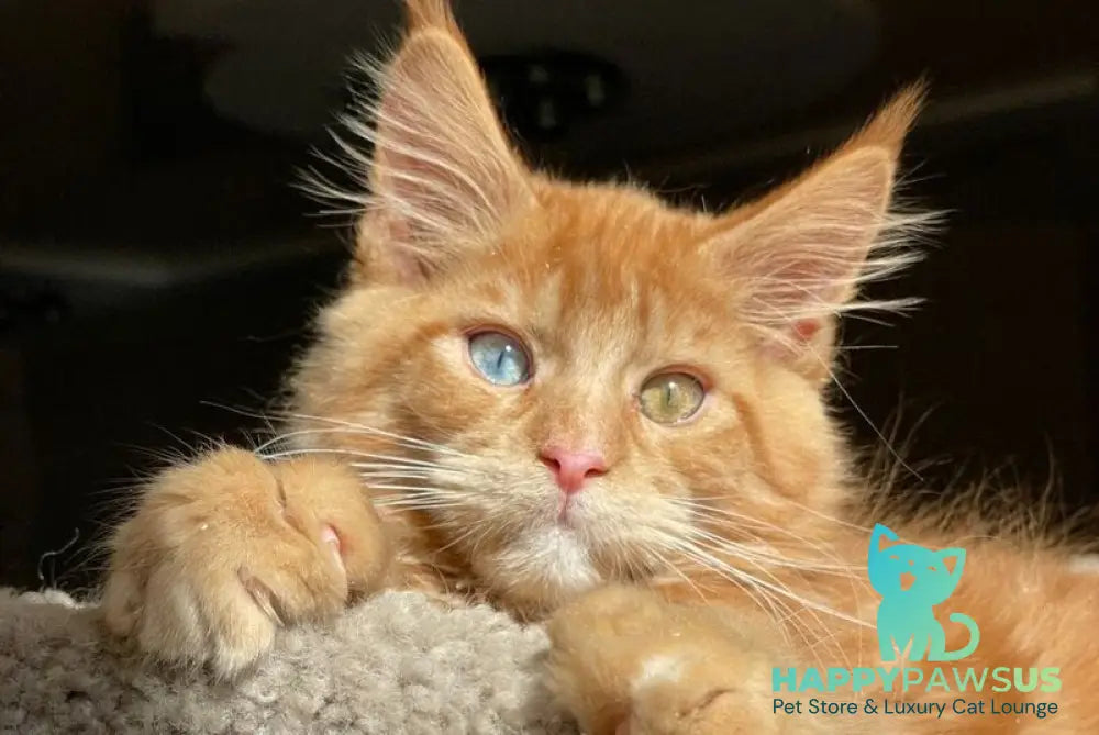 Diamond Maine Coon male red with white - live animals