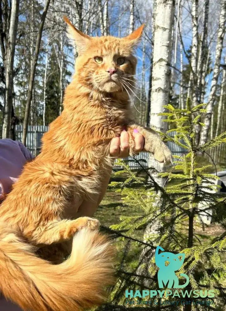Magic Dragon Maine Coon male red with white - live animals