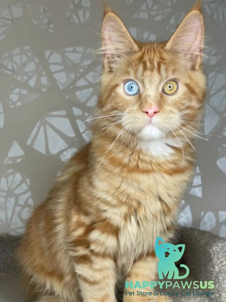 Magic Dragon Maine Coon male red with white - live animals