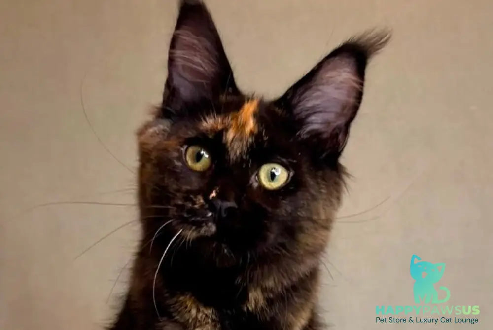 Magic Maine Coon polydactyl female black tortie - live animals