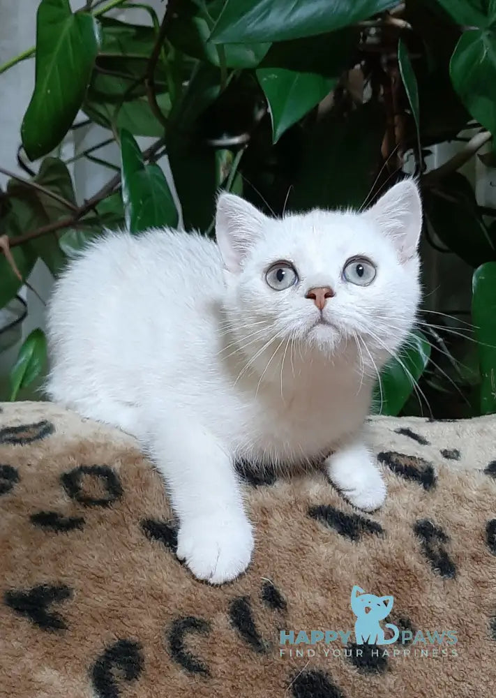 Magik Scottish Straight male black golden chinchilla pointed live animals
