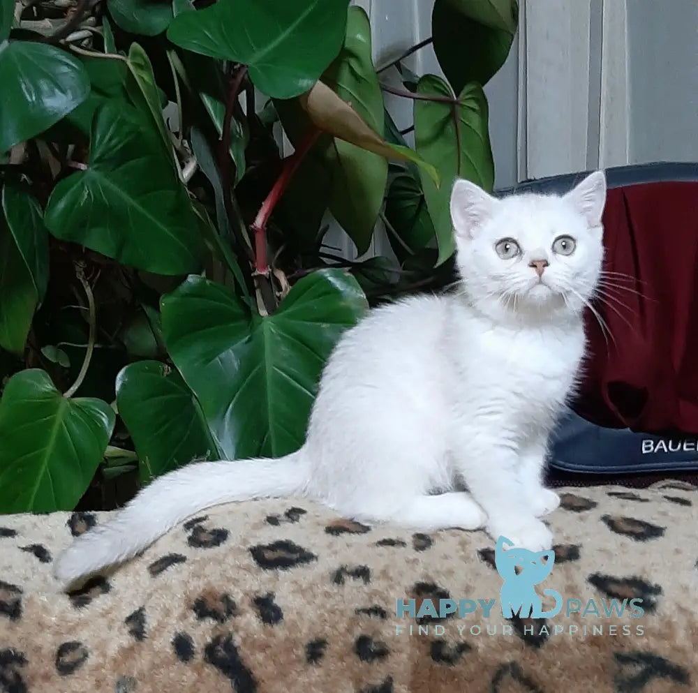 Magik Scottish Straight male black golden chinchilla pointed live animals