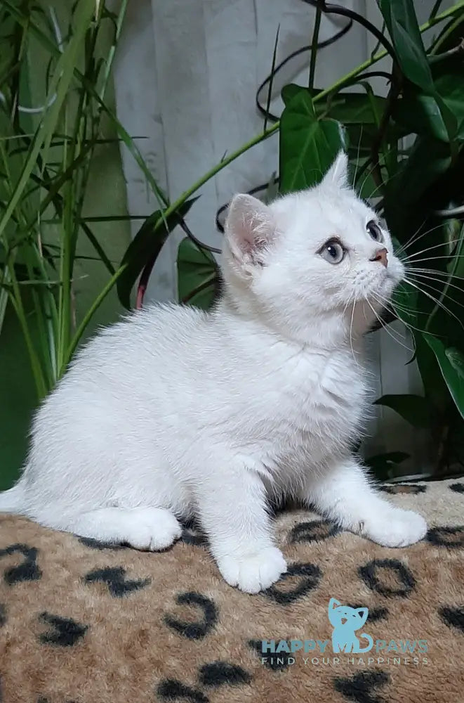 Magik Scottish Straight male black golden chinchilla pointed live animals