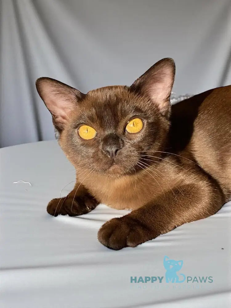 Magnat Burmese male black live animals