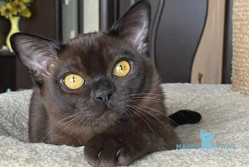 Magnat Burmese male black live animals