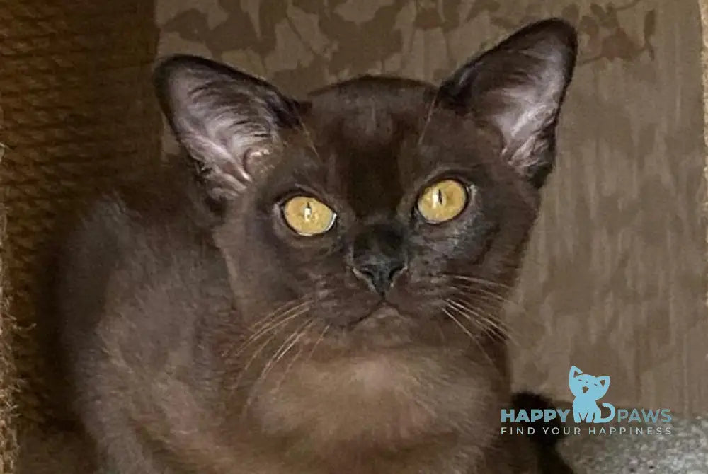 Magnat Burmese male black live animals