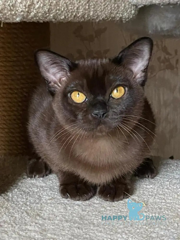 Magnat Burmese male black live animals