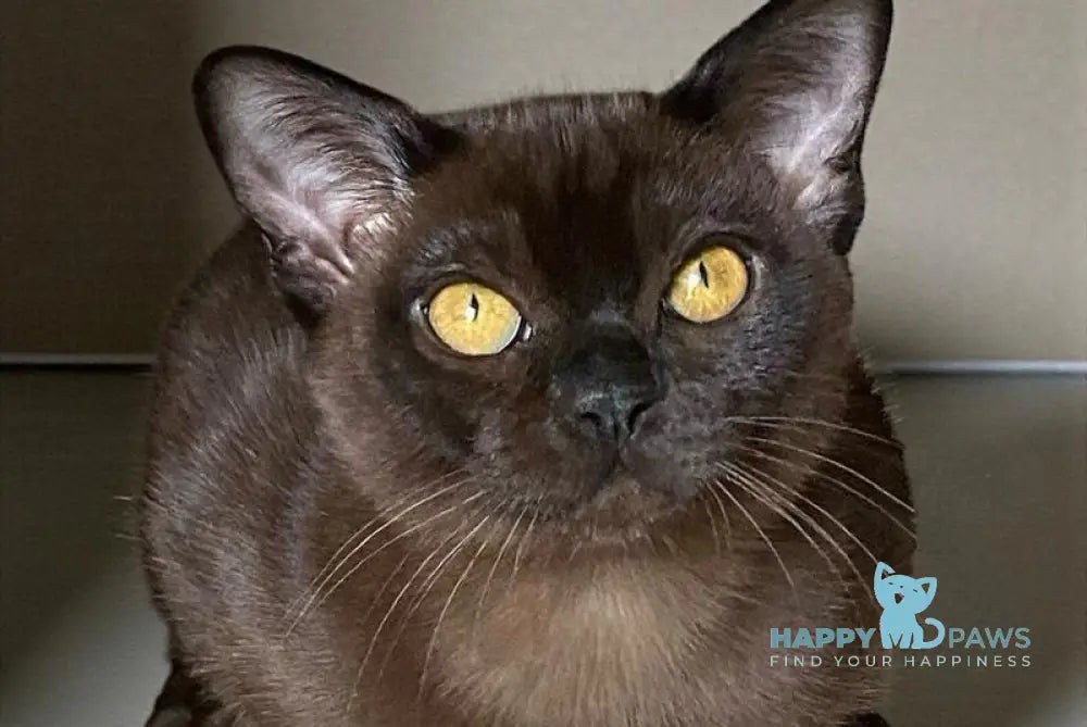 Magnat Burmese male black live animals