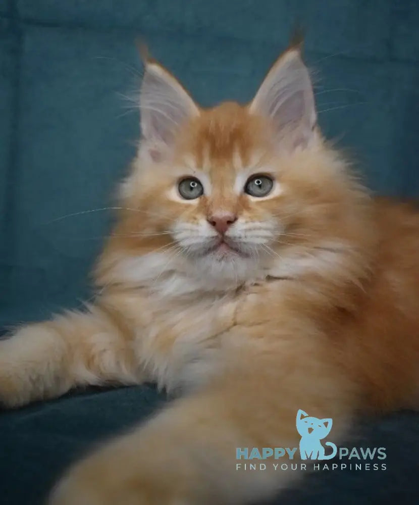 Magnat Maine Coon male red ticked tabby live animals