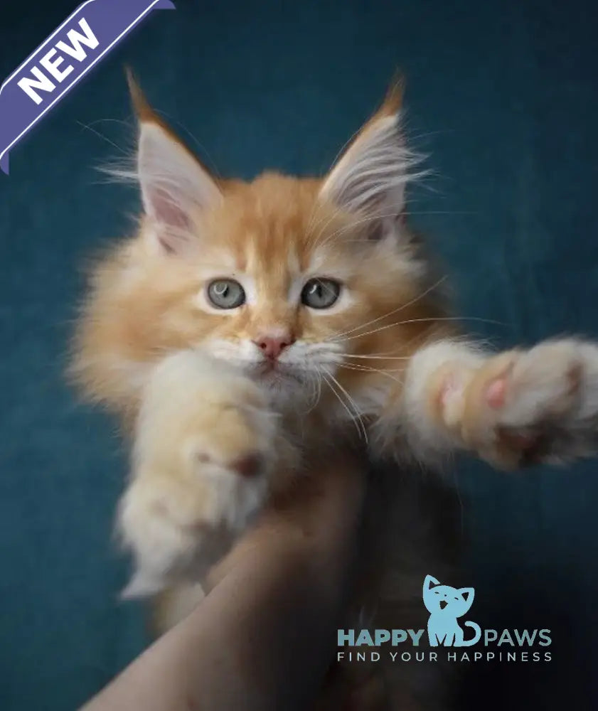 Magnat Maine Coon male red ticked tabby live animals